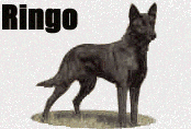Ringo